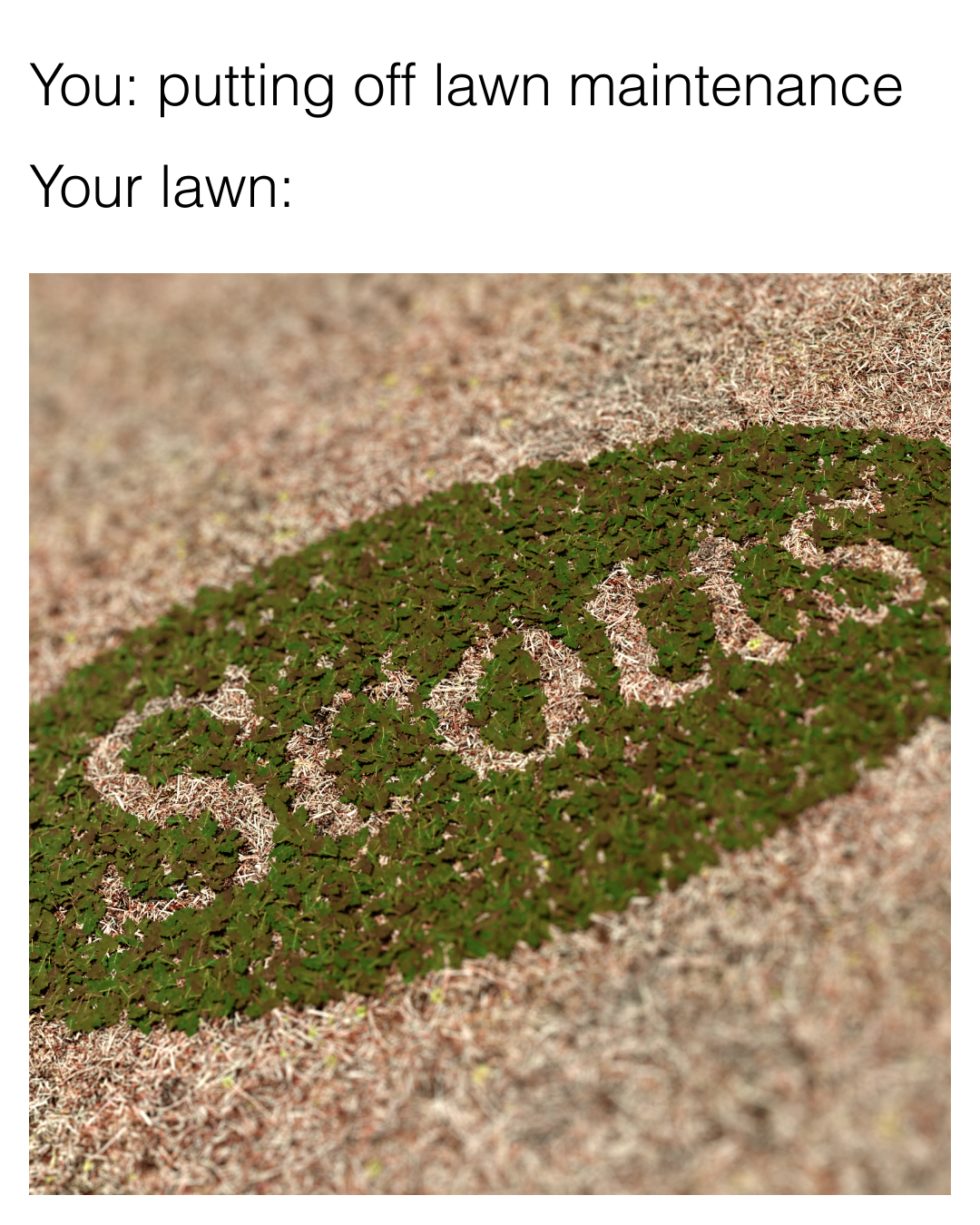 Scotts Lawn